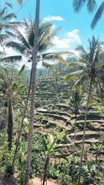 Palm trees on landscape against sky
