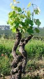 Dead tree on field against sky