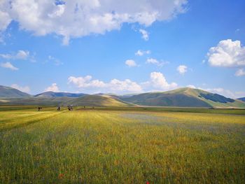 Scenic view of grassy field against sky