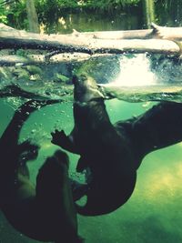 Low section of man swimming in pool