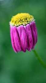 Close-up of purple flower