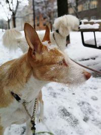 Close-up of sheep on snow