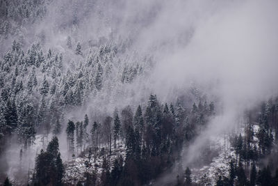 Pine trees in forest during foggy weather