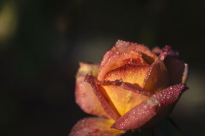 Close-up of orange rose on black background