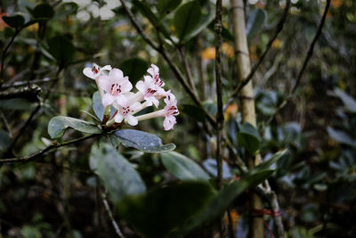 Close-up of white flowers blooming on tree