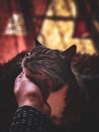 Close-up of person hand holding cat