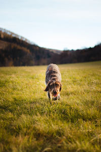 Dog looking away on field