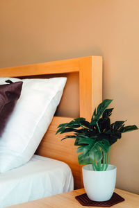 Potted plant on table at home