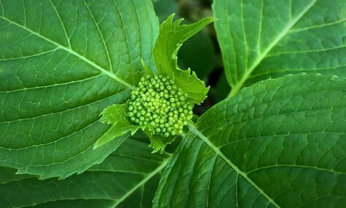 Close-up of leaves