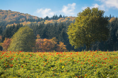 Plants growing on field against sky