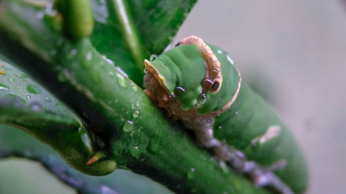 Close-up of wet succulent plant