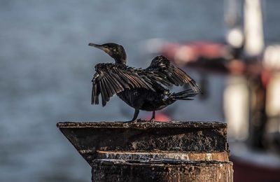 Close-up of bird perching on water