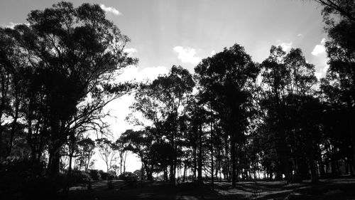 Scenic view of trees against sky