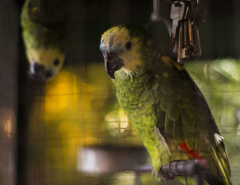 Close-up of parrot perching on wall