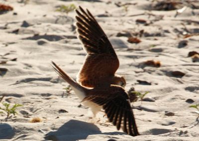 Close-up of bird flying over sand