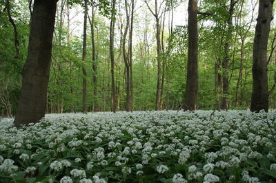 View of flower trees in forest
