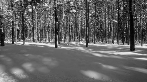 Trees in forest during winter