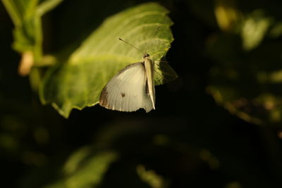 Close-up of butterfly on white flower