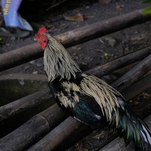 Close-up of rooster on wood