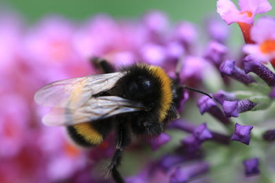 Close-up of bee pollinating on flower