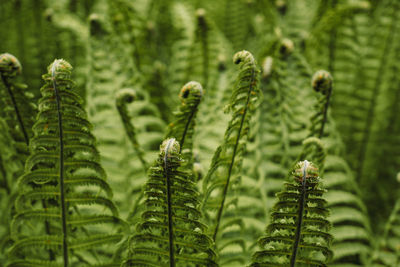 Close-up of plants