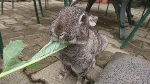 Close-up of rabbit eating leaf on paved walkway