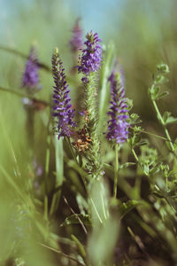 Close-up of purple flowering plant on field