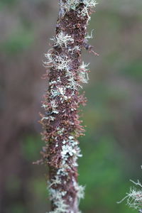 Close-up of frozen plant