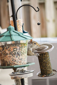 Side view of squirrel eating bird food