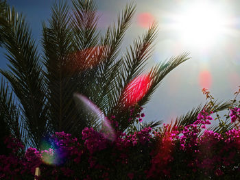 Low angle view of flowering plants against sky