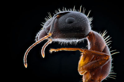 Close-up of insect on black background