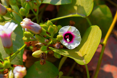 Close-up of purple flowering plant