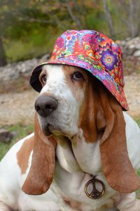 Close-up of dog wearing bucket hat
