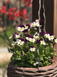 Close-up of flowers blooming outdoors