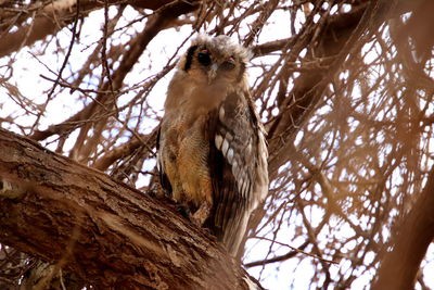 African owl