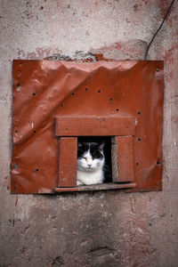 Portrait of cat on wall