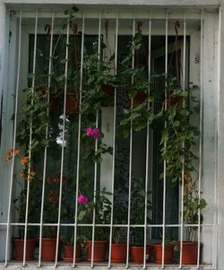 Plants growing in a room