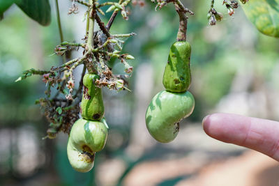 Close-up of berries growing on tree