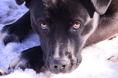 Close-up portrait of a dog