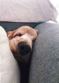 Dog sleeping on bed