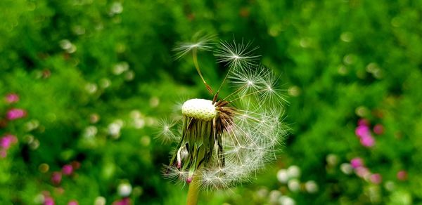 Close-up of dandelion flower