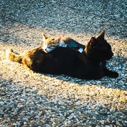 Close-up of cat sleeping on bed