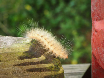 Close-up of cactus