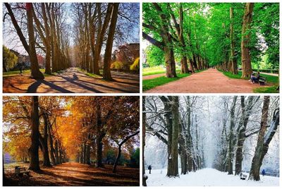 Road amidst trees in forest during winter