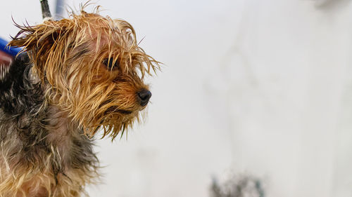 Close-up of dog