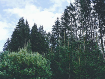 Low angle view of trees in forest against sky