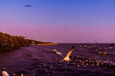 Seagulls flying over sea against sky