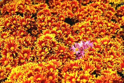 Full frame shot of yellow flower