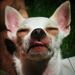 domestic animals