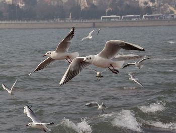 Seagulls flying over sea